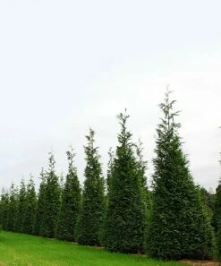 Coupon 🌟 Perfect Plants Live Thuja Green Giant Tree 👍