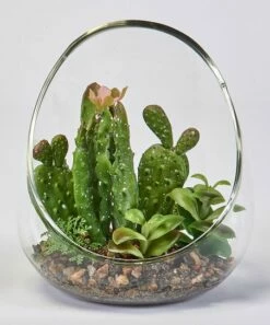 Cheap ⭐ Worth Imports Cactus & Succulent IN Glass Vase ⌛