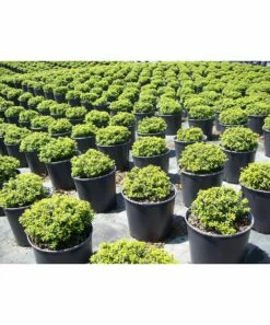 Cheapest 👏 Perfect Plants Live Soft Touch Holly Plant ❤️ -Outlet Evergreen Shop zu61194380 alt 2 tm1539360025