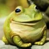 Buy 💯 Evergreen Cheerful Portly Frog Statue 👍