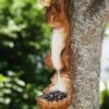 Buy 🎁 Evergreen Hanging Squirrel Feeder 👏