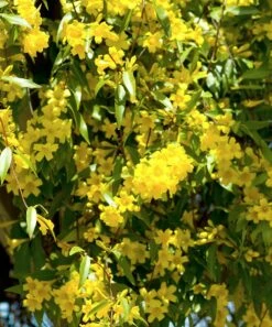 Budget ⌛ Cottage Farms Direct Live Fragrant Carolina Jasmine Vine 🔔 -Outlet Evergreen Shop zu86326192 alt 1 tm1588608824