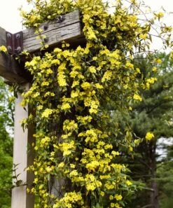 Budget ⌛ Cottage Farms Direct Live Fragrant Carolina Jasmine Vine 🔔 -Outlet Evergreen Shop zu86326192 alt 3 tm1588608824