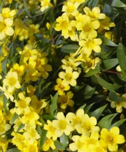 Budget ⌛ Cottage Farms Direct Live Fragrant Carolina Jasmine Vine 🔔