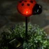 Best reviews of 🔔 Evergreen Ladybug Glass Solar Garden Stake 👏